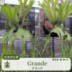 ビカクシダグランデの胞子