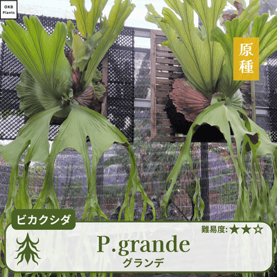 グランデ ビカクシダの胞子 小さじ1/4