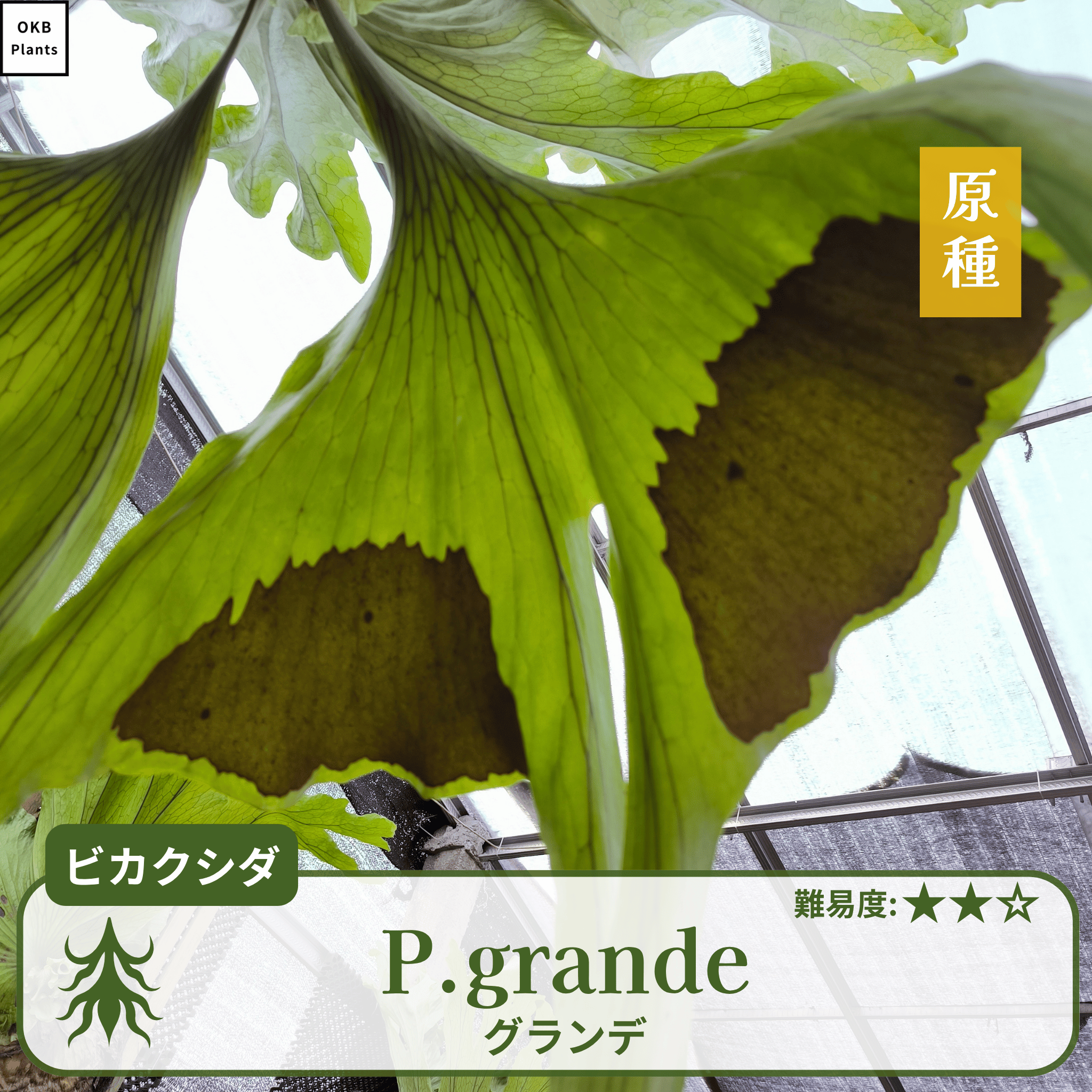 ビカクシダ グランデの胞子 0.25ml (Platycerium grande) – OKB Plants ビカクシダ グランデの胞子 0.25ml (Platycerium grande) – OKB Plants