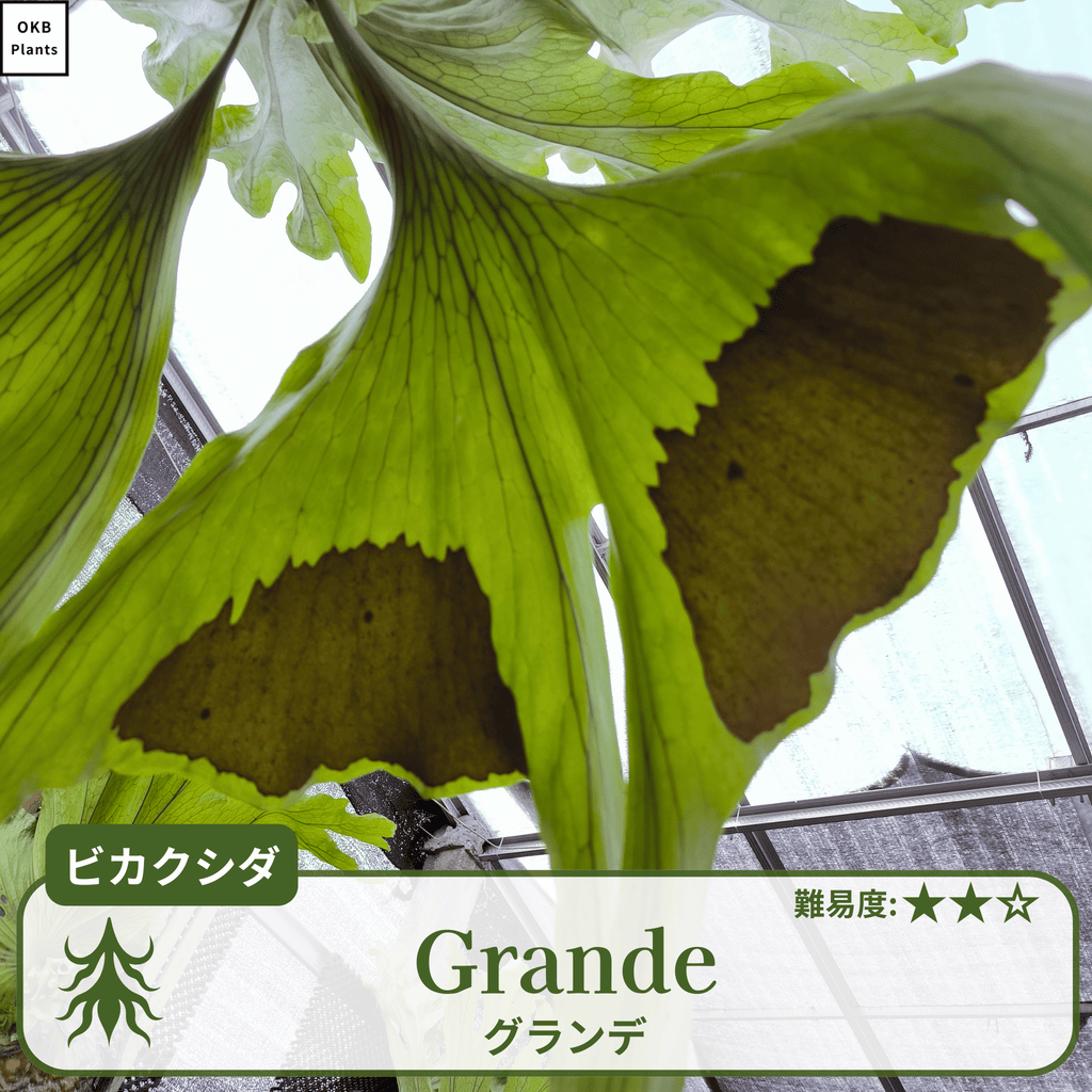 ビカクシダグランデの胞子