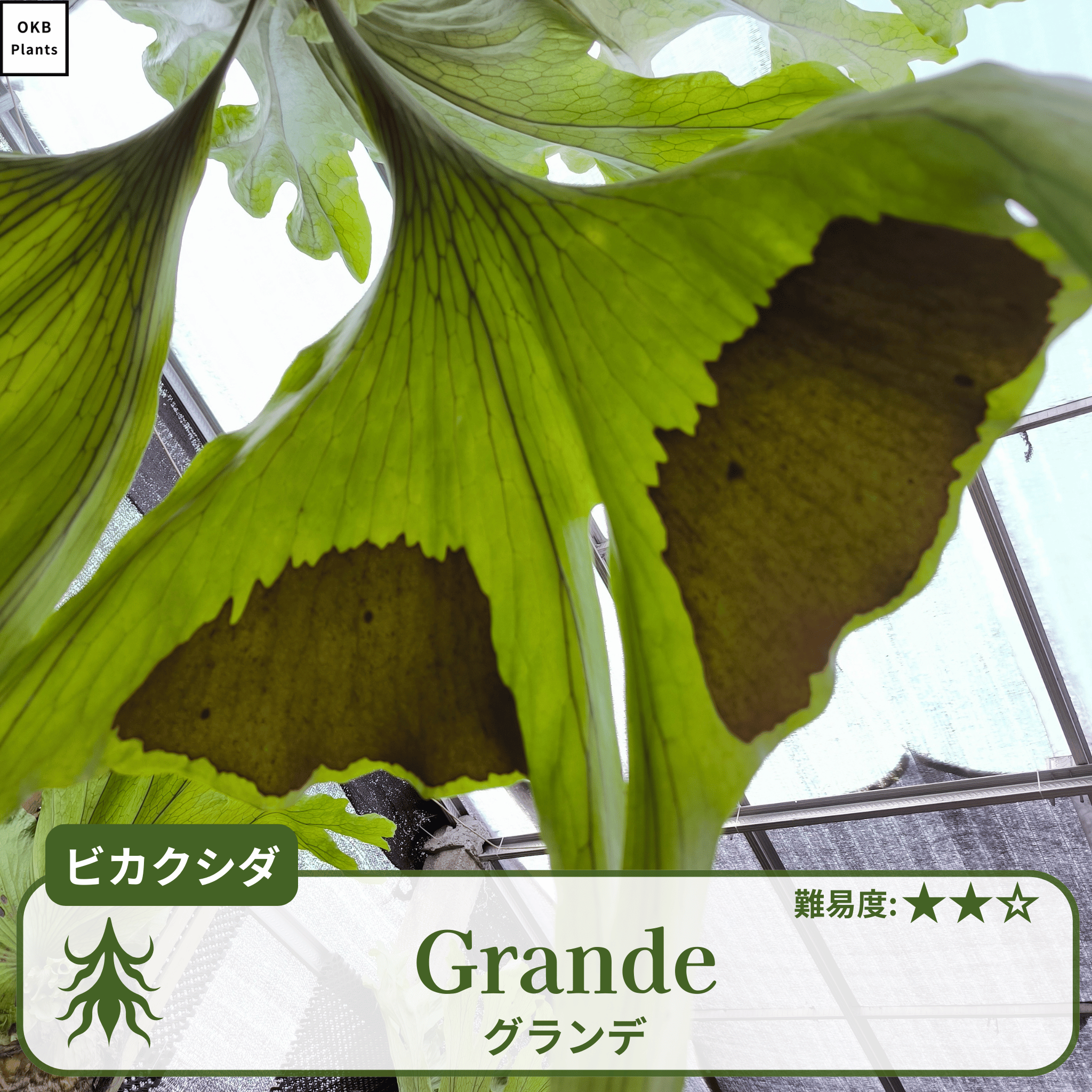 ビカクシダグランデの胞子