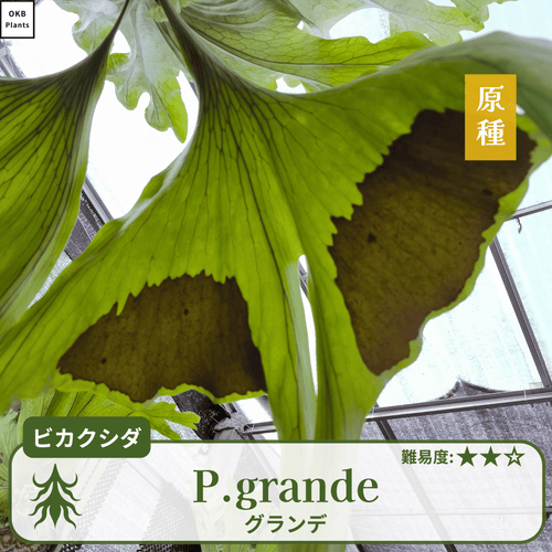 グランデ P. grande ビカクシダ 胞子培養 本物のグランデ ビカクシダ グランデの胞子 0.25ml (Platycerium grande) – OKB Plants