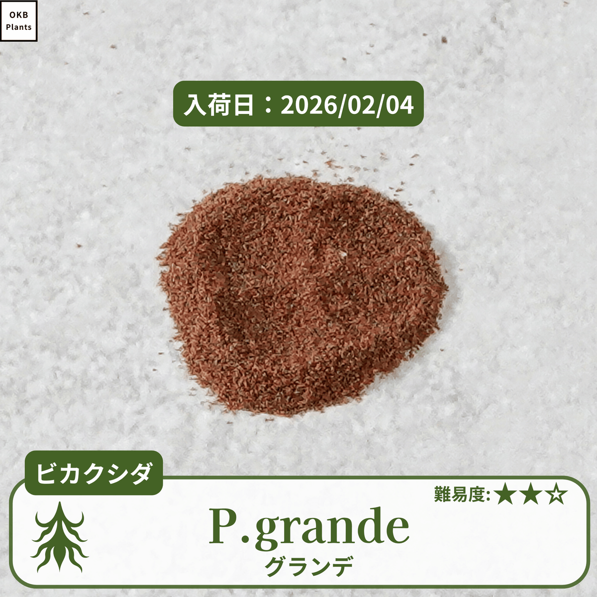 発芽確認済】ビカクシダ グランデの胞子 (Platycerium grande) – OKB 発芽確認済】ビカクシダ グランデの胞子 (Platycerium grande) – OKB