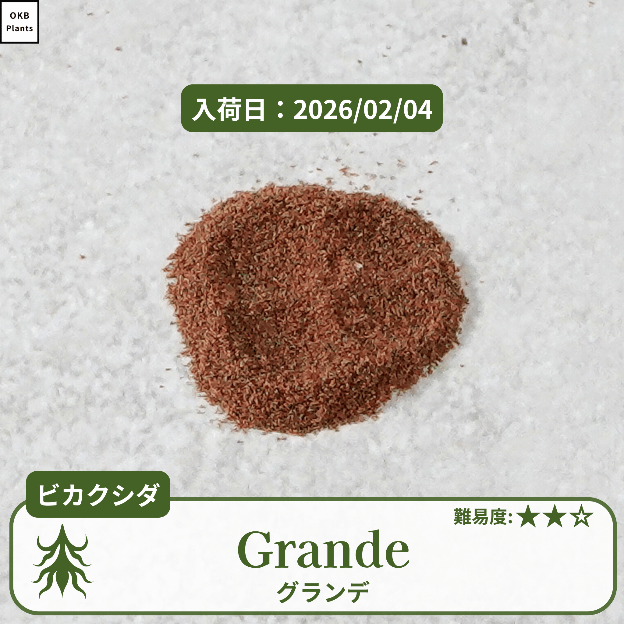 ビカクシダグランデの胞子