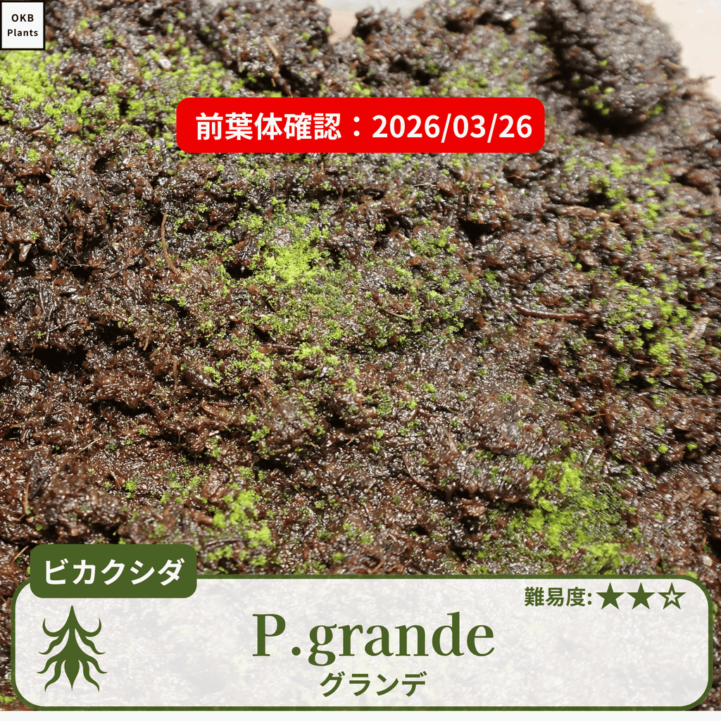 グランデ(Platycerium grande) ビカクシダの胞子 0.25ml – OKB Plants