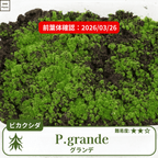 ビカクシダグランデ(P.grande)の前葉体確認
