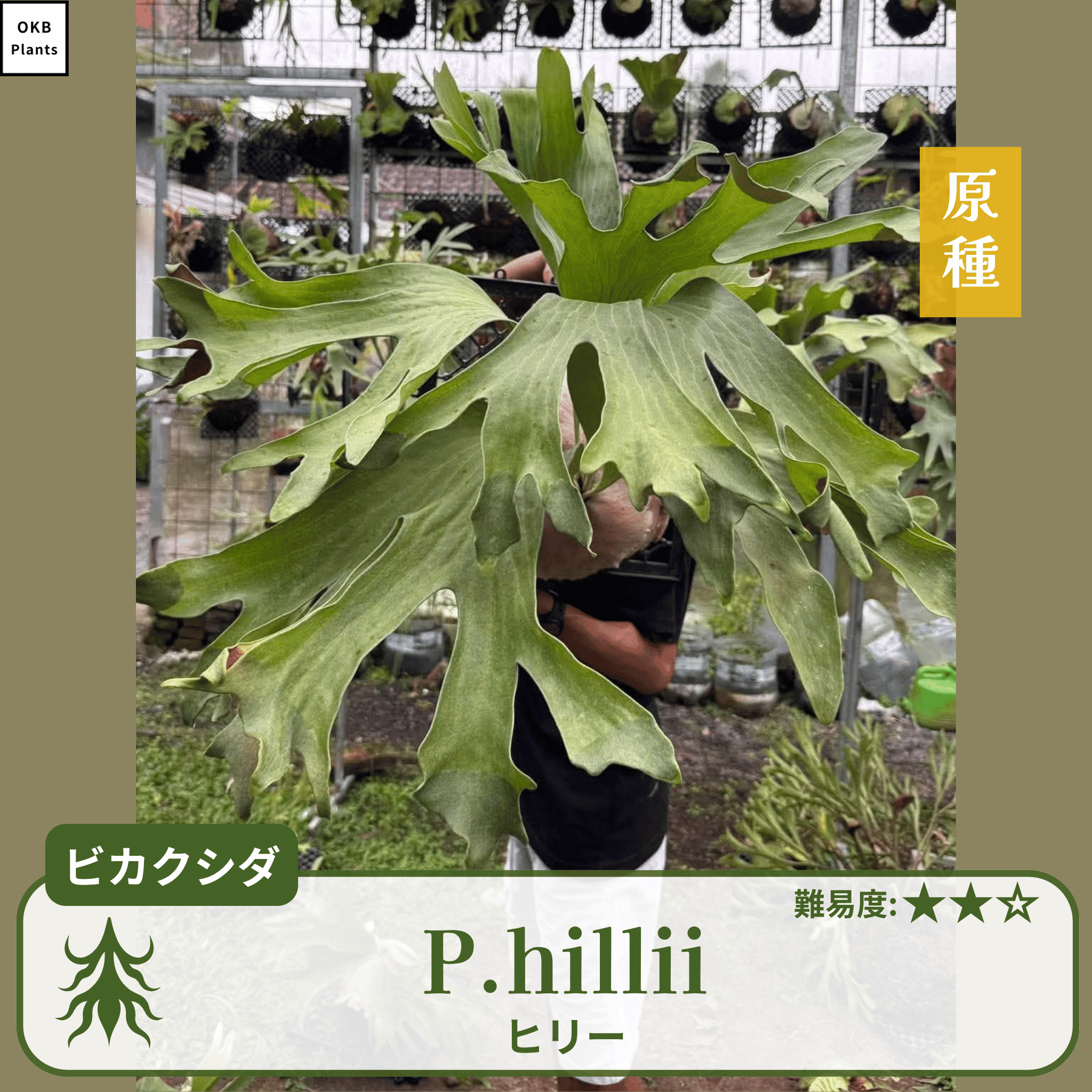 発芽確認済】ビカクシダ ヒリーの胞子 (Platycerium hillii) – OKB Plants 発芽確認済】ビカクシダ ヒリーの胞子 (Platycerium hillii) – OKB Plants