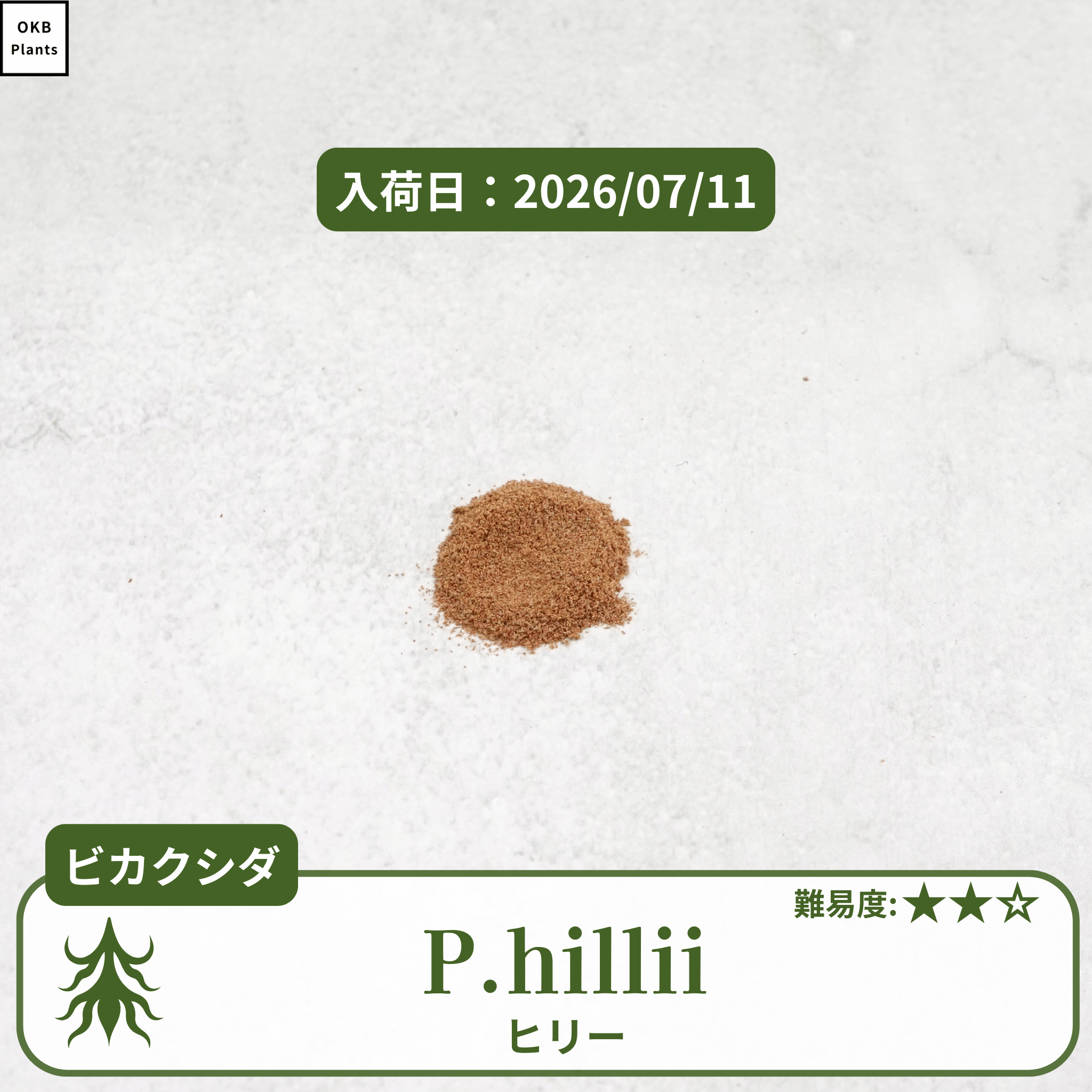 ビカクシダヒリー(P.hillii)の胞子