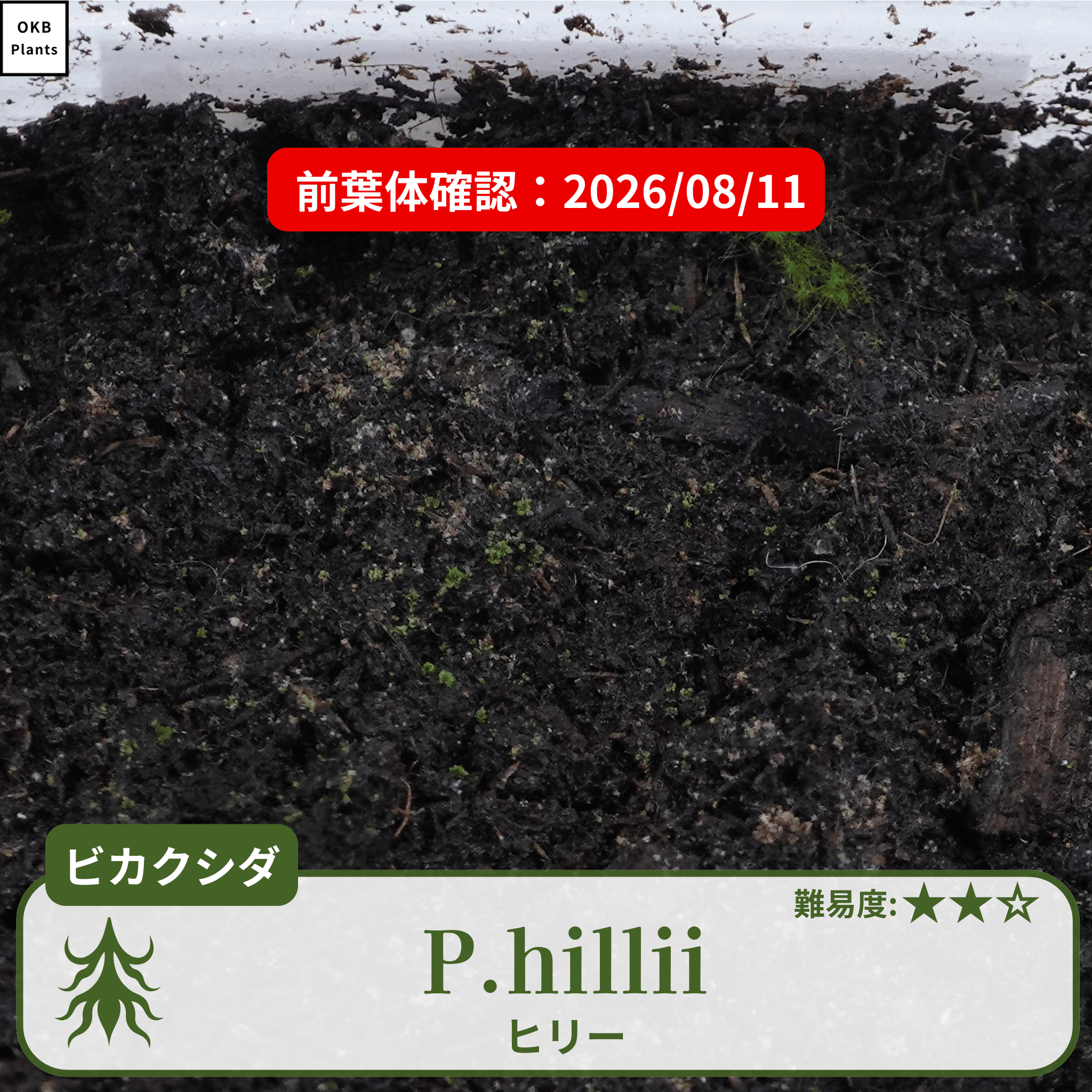ビカクシダヒリー(P.hillii)の胞子の発芽確認