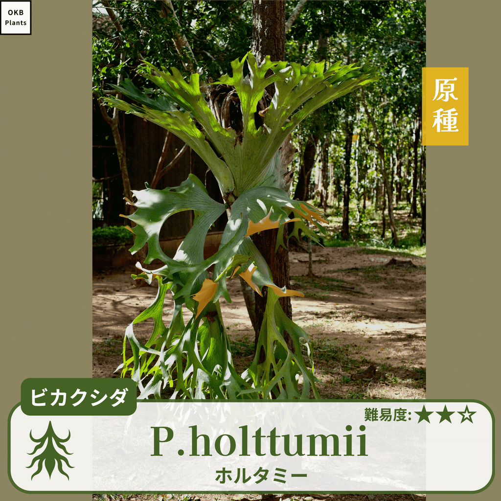ビカクシダホルタミー(P.holttumii)の胞子