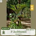 ビカクシダホルタミー(P.holttumii)の胞子