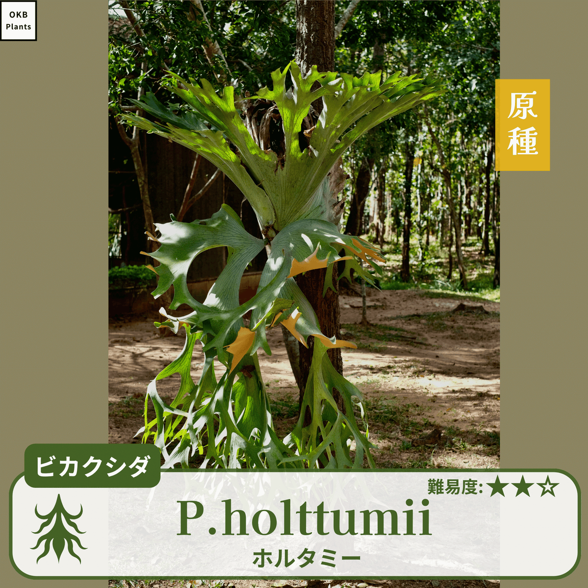 ビカクシダ P. holttumii ビカクシダ ホルタミーの胞子 0.25ml (Platycerium holttumii) – OKB