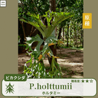ビカクシダホルタミー(P.holttumii)の胞子