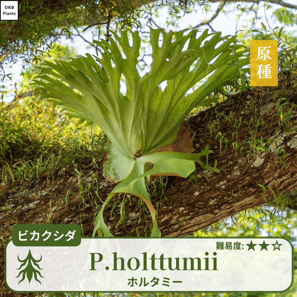 ビカクシダホルタミー(P.holttumii)の胞子