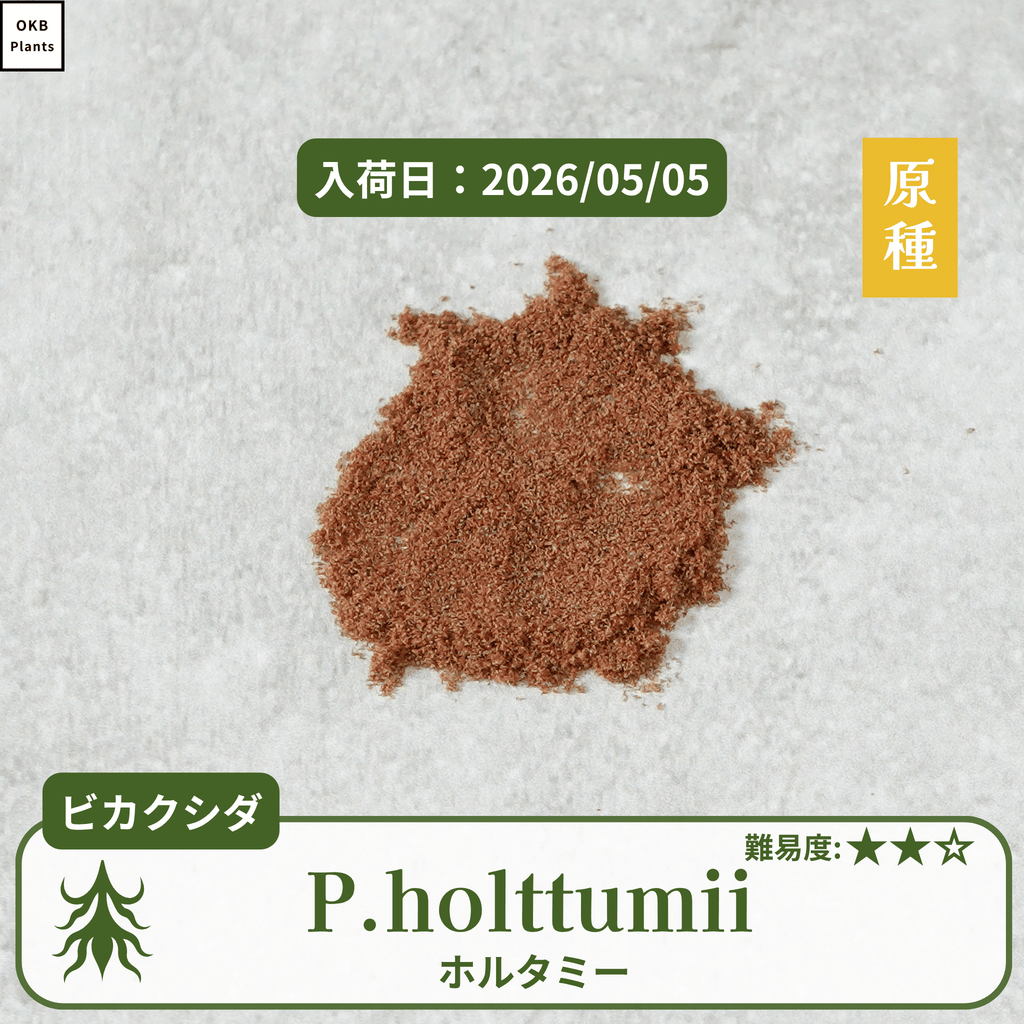 ビカクシダホルタミー(P.holttumii)の胞子