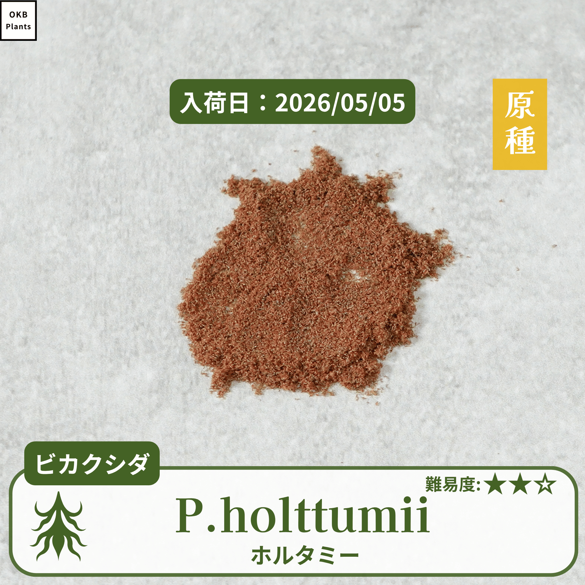 ビカクシダホルタミー(P.holttumii)の胞子