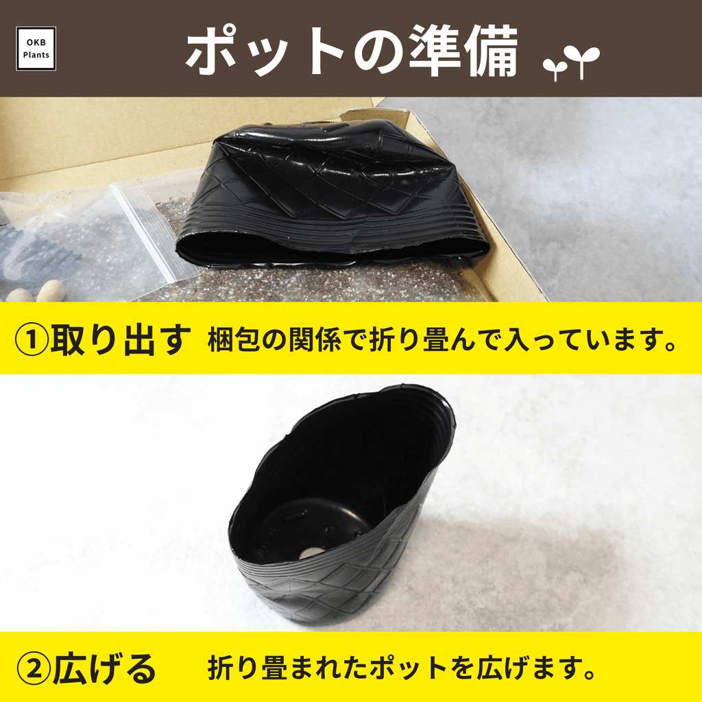 コーヒーの木栽培キットのポットの準備