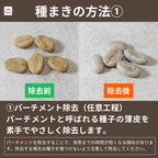 コーヒーの木栽培キットの種子のパーチメント除去工程