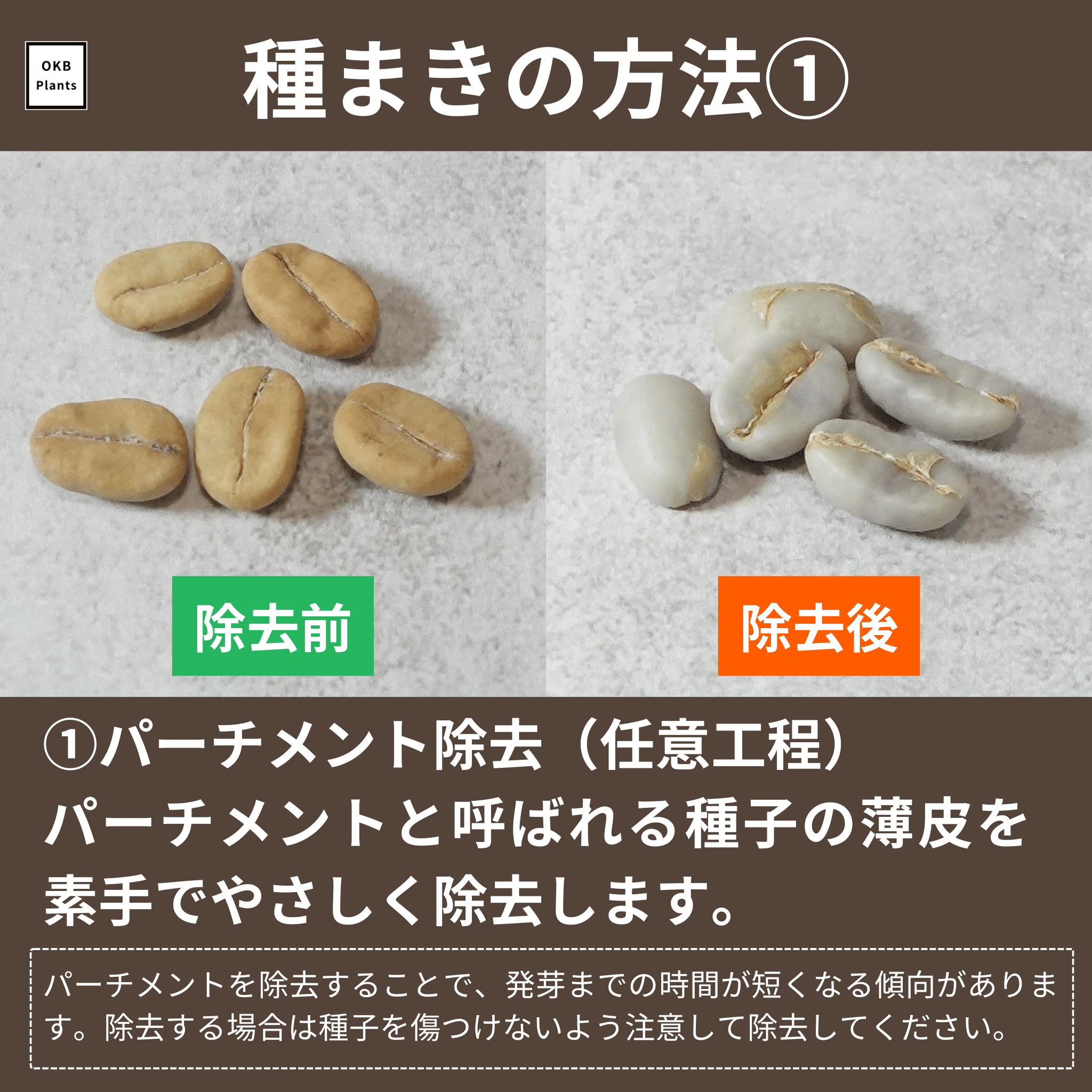 コーヒーの木栽培キットの種子のパーチメント除去工程
