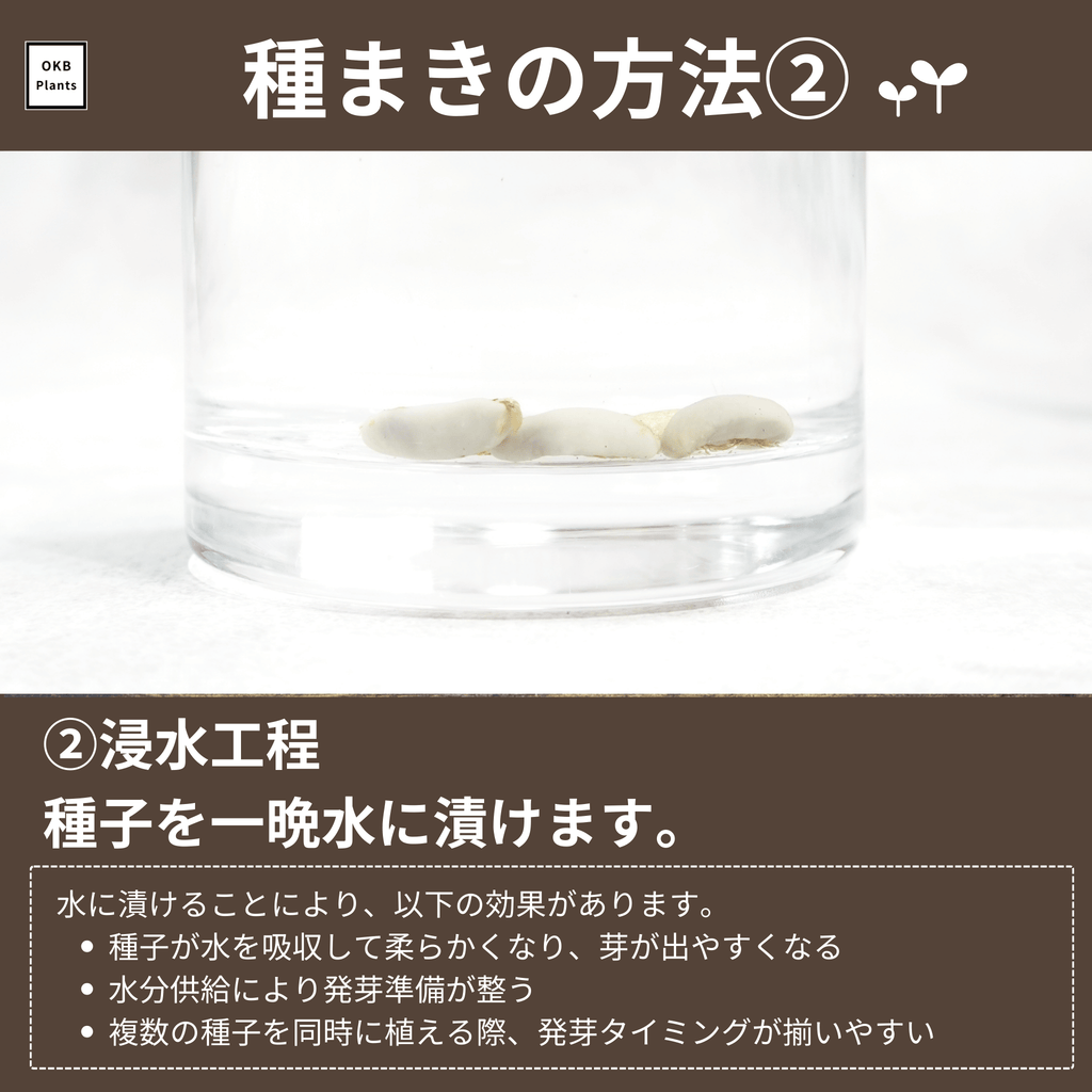 コーヒーの木栽培キットの種子の準備