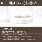 コーヒーの木栽培キットの種子の準備