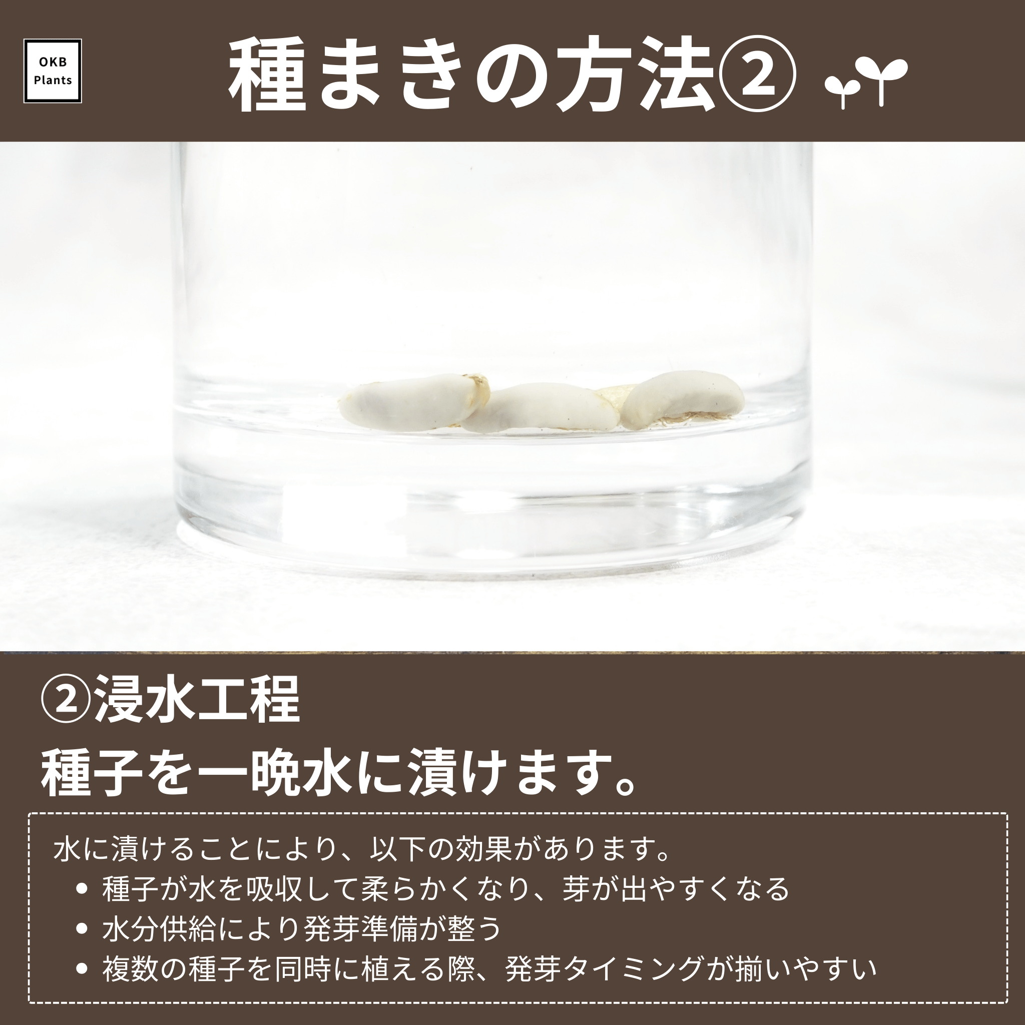 コーヒーの木栽培キットの種子の準備