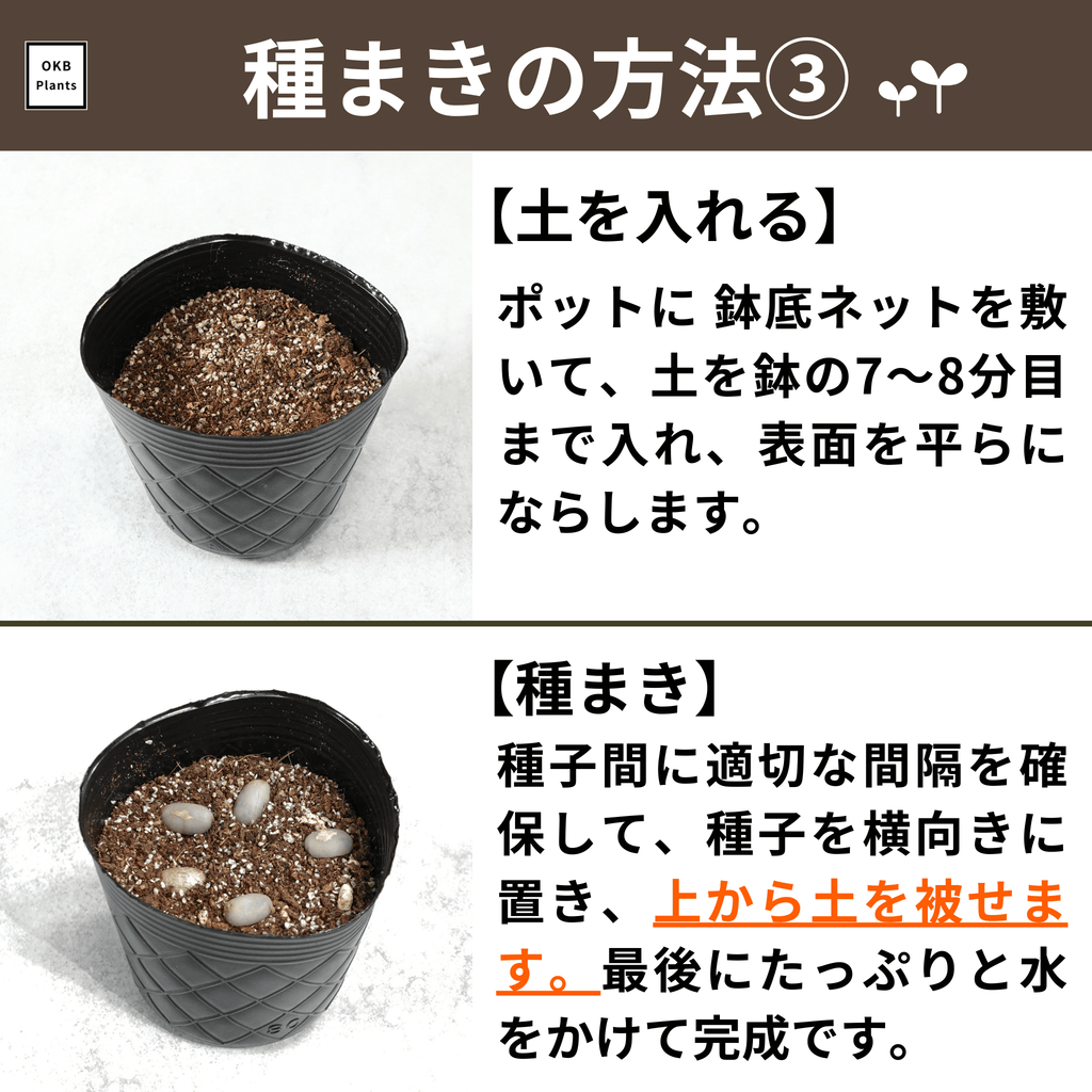 コーヒーの木栽培キットの種まきの方法について