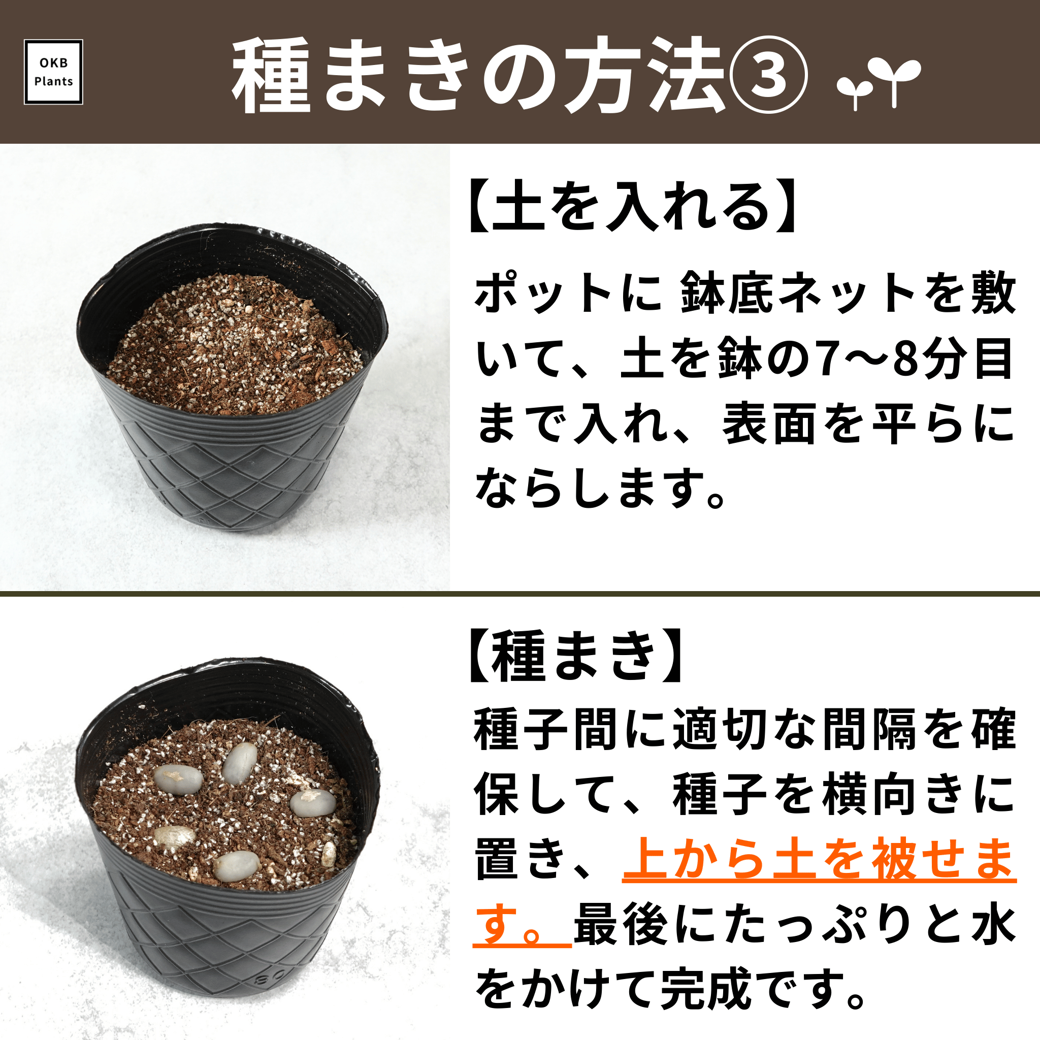 コーヒーの木栽培キットの種まきの方法について