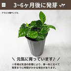コーヒーの木栽培キットで育てたコーヒーの木。3 ~ 6ヶ月後の成長の姿。