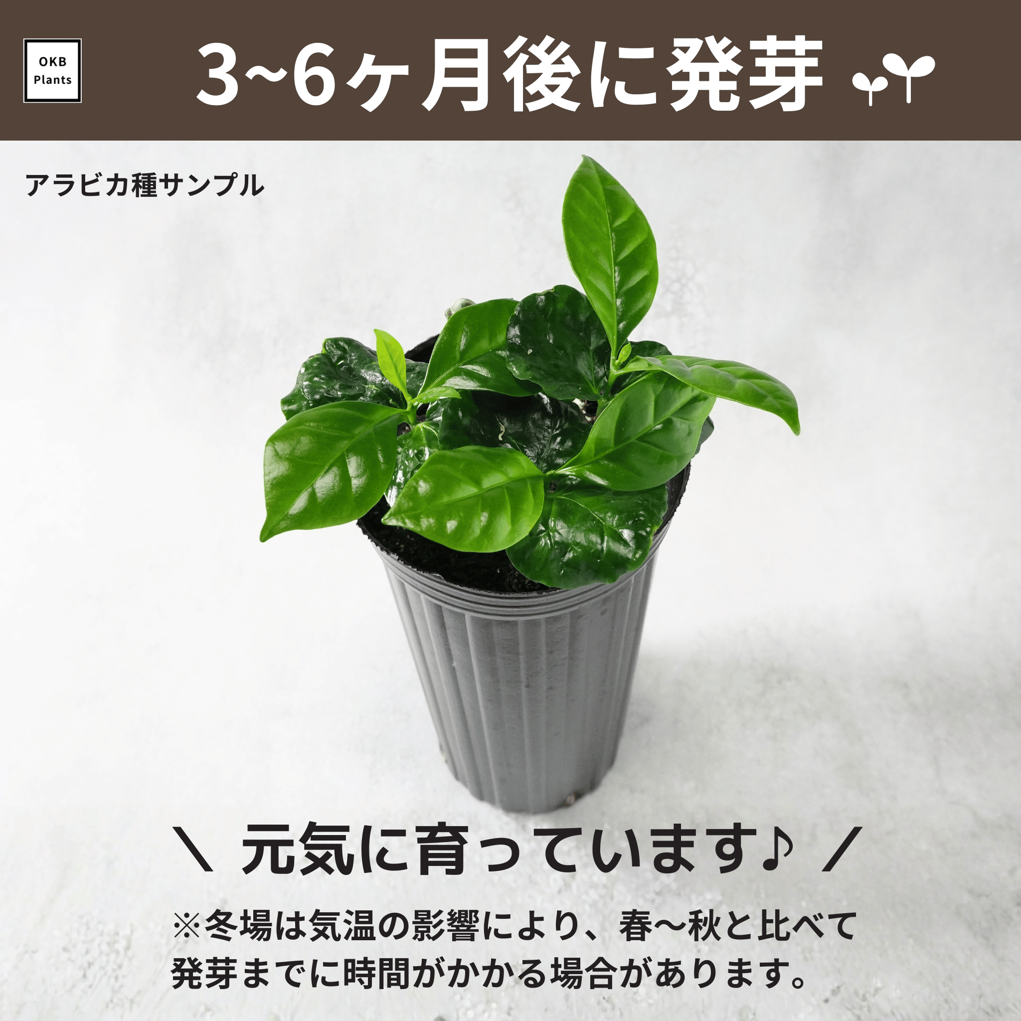 コーヒーの木栽培キットで育てたコーヒーの木。3 ~ 6ヶ月後の成長の姿。