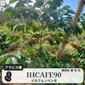 イカフェノベンタ(IHCAFE 90)のコーヒーの木