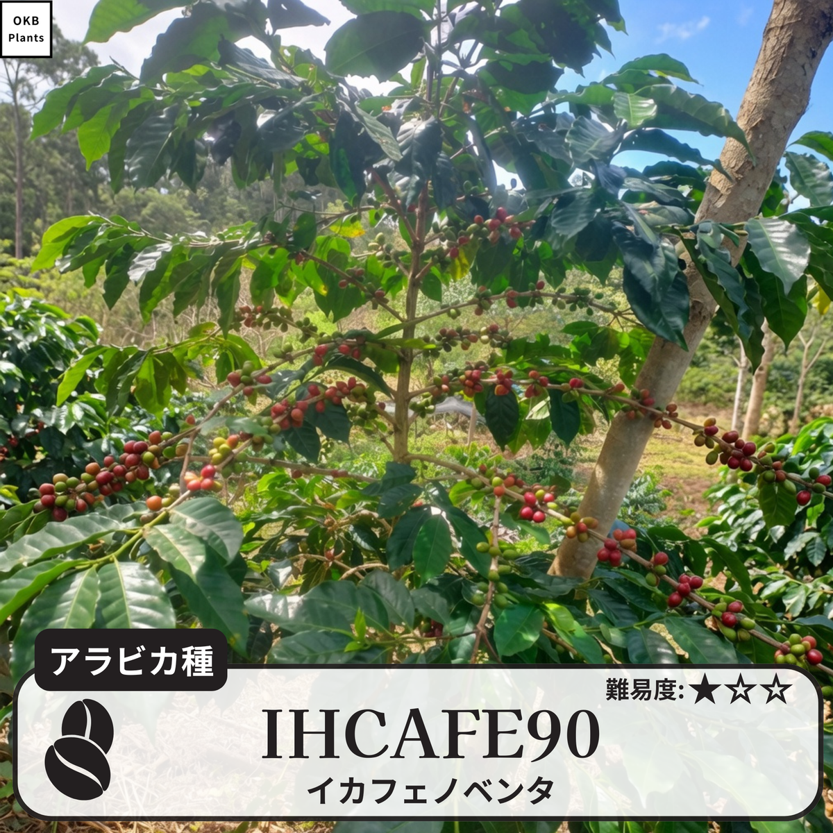 IHCAFE 90品種 コーヒーの木の種子 10粒 – OKB Plants