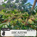 イカフェノベンタ(IHCAFE 90)のコーヒーの木