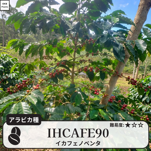 イカフェノベンタ(IHCAFE 90)のコーヒーの木