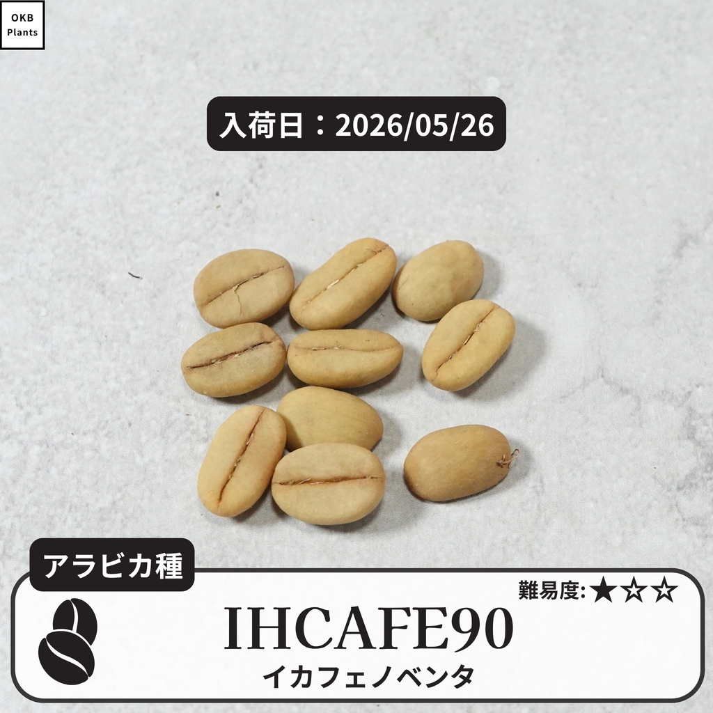 イカフェノベンタ(IHCAFE 90)のコーヒーの木の種子