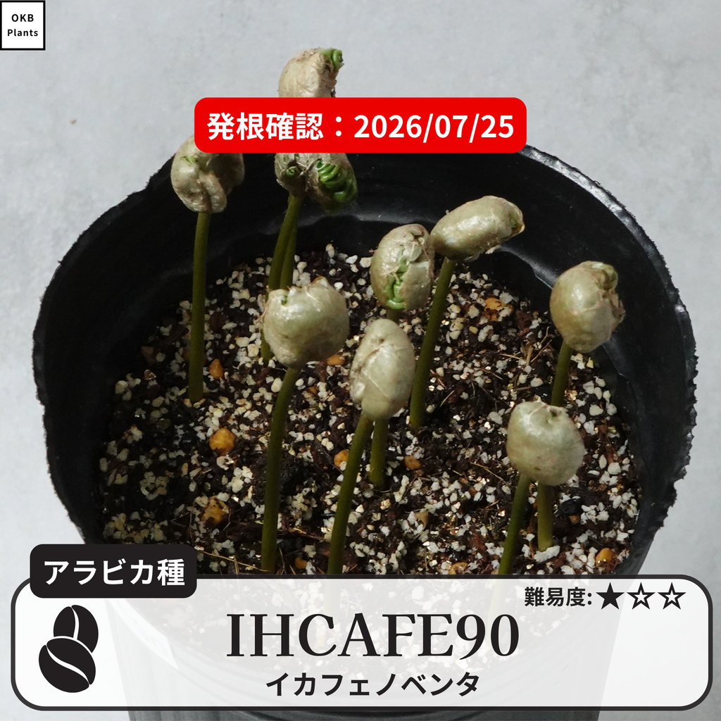 イカフェノベンタ(IHCAFE 90)のコーヒーの木の発根試験