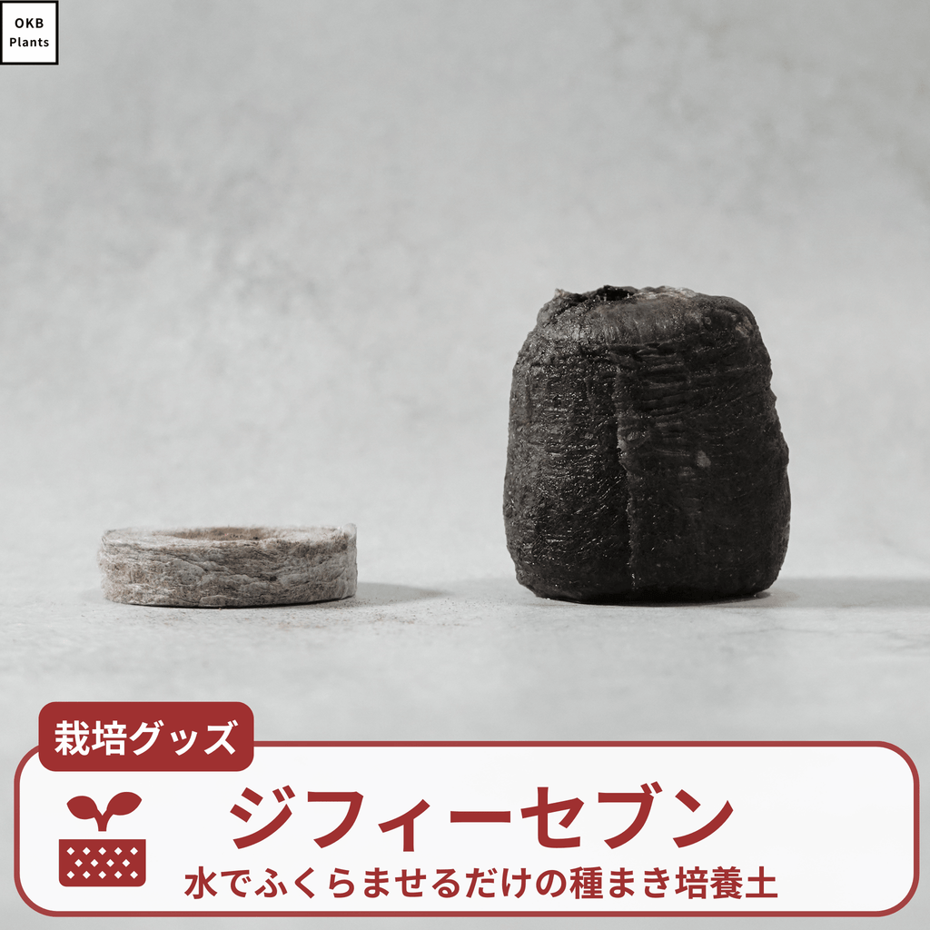 ジフィーセブン 42mm