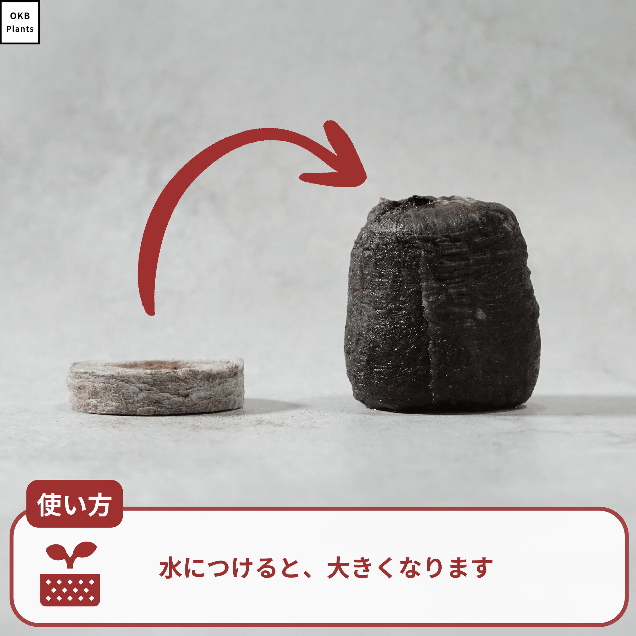 ジフィーセブン 42mm