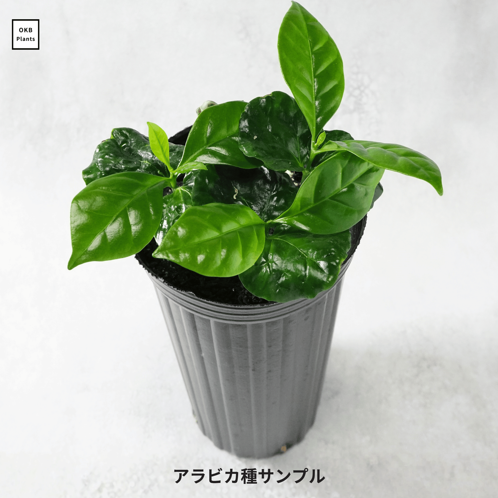 カティモール品種(Catimor) コーヒーの木の種子 10粒 – OKB Plants