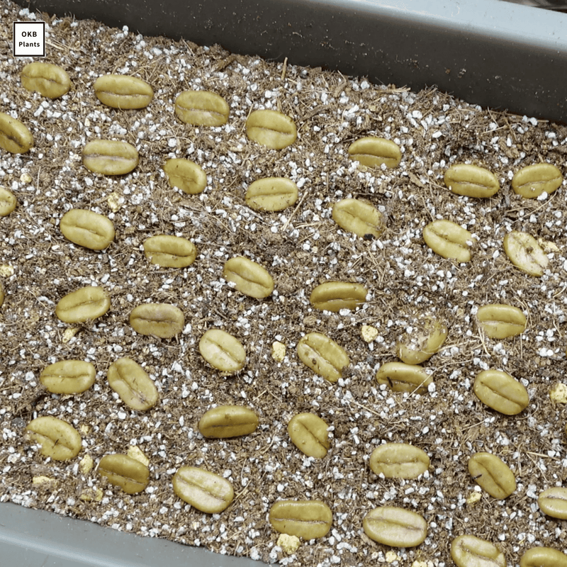 CCD3種 カティモール品種(Catimor) コーヒーの木の種子 10粒 – OKB Plants