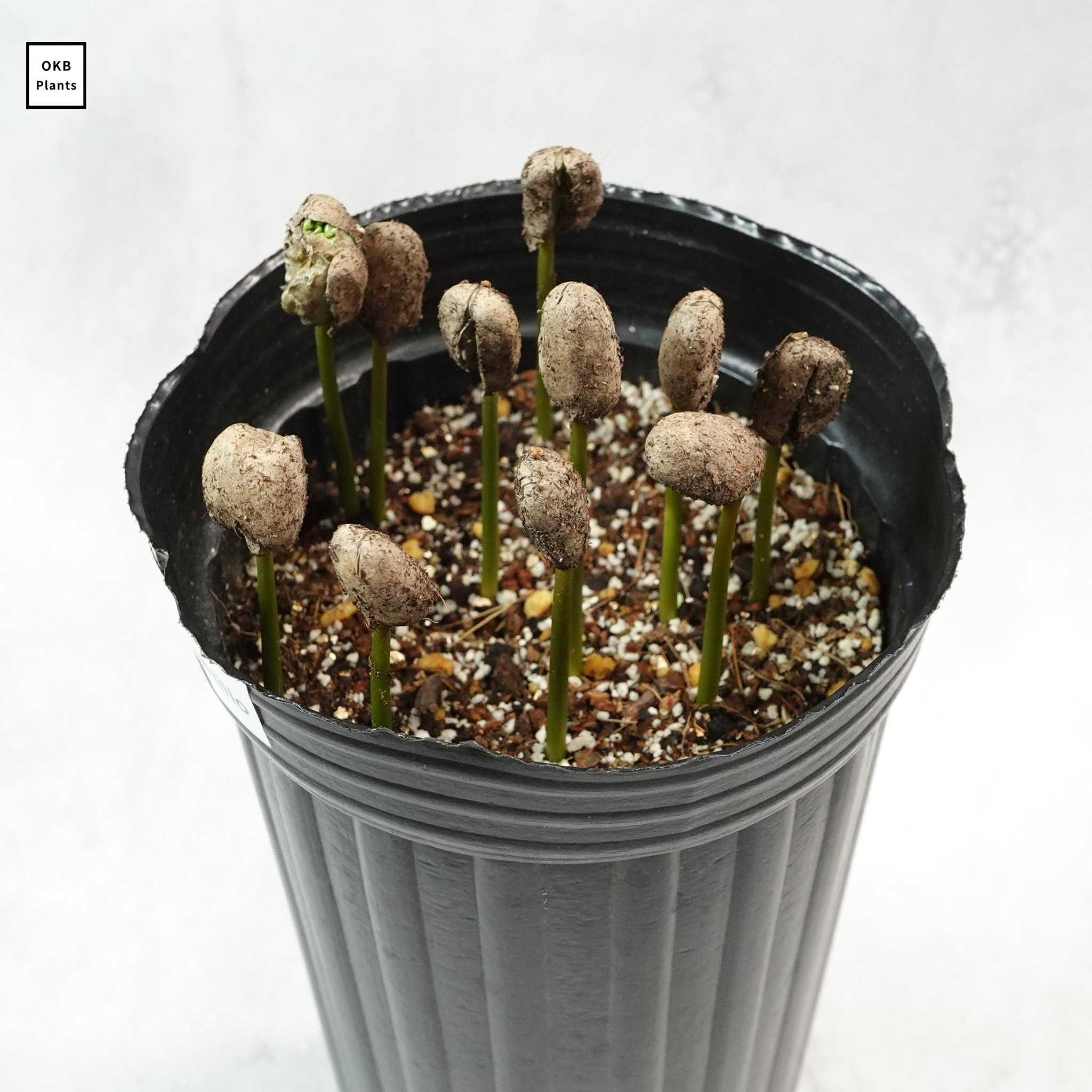 リベリカペアレントマレーシア系統 コーヒーの木の種子 10粒 – OKB Plants