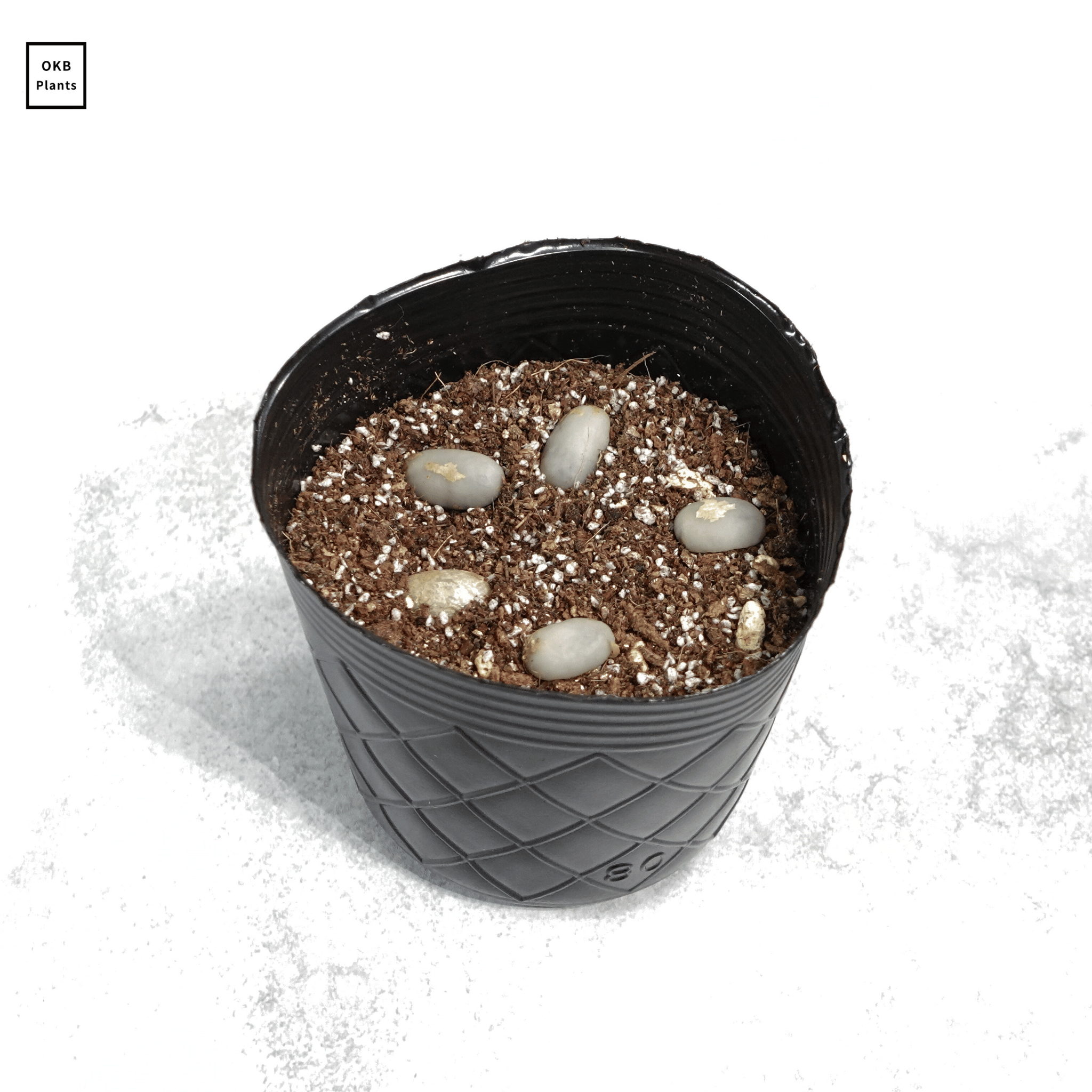 リベリカペアレントマレーシア系統 コーヒーの木の種子 10粒 – OKB Plants