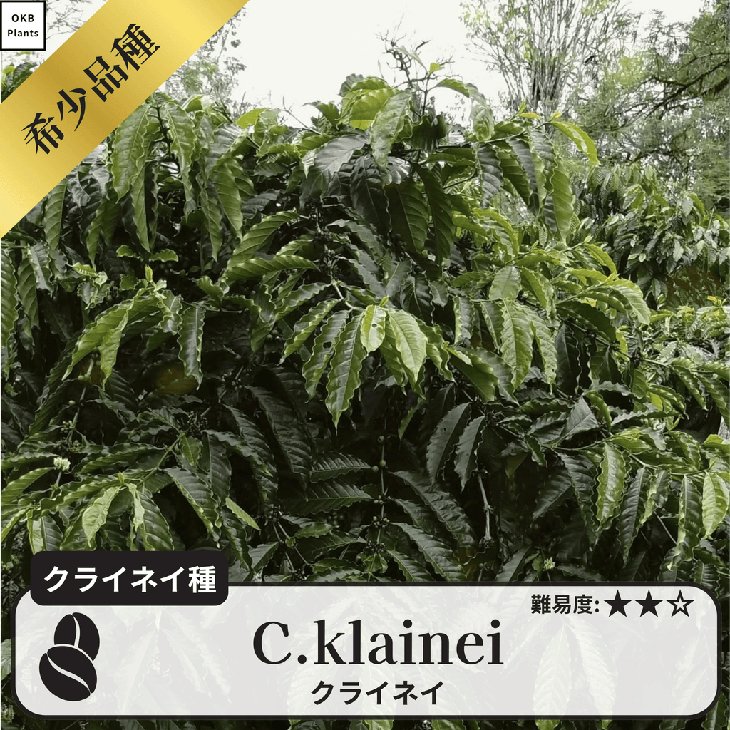 クライネイ(C.klainei)の種子