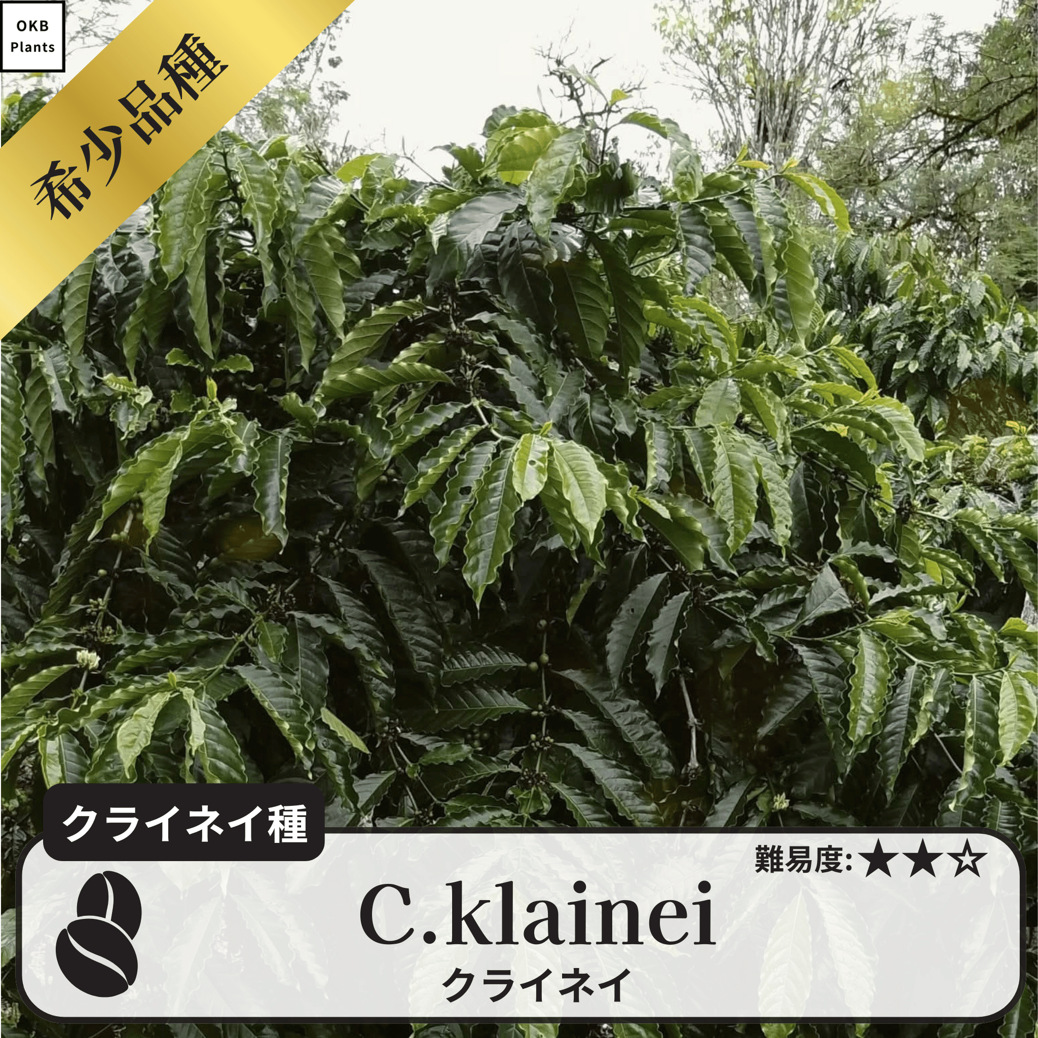 クライネイ(C.klainei)の種子