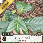 クライネイ(C.klainei)の種子