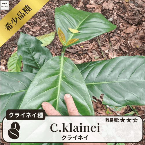 クライネイ(C.klainei)の種子
