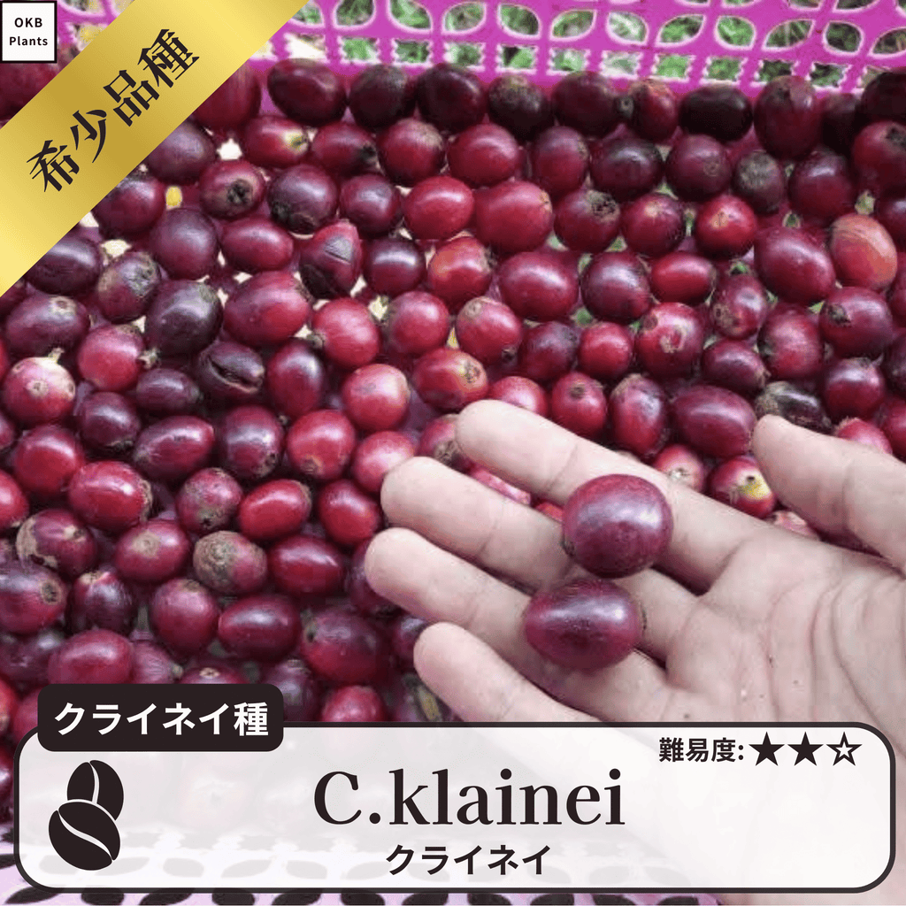 クライネイ(C.klainei)の種子
