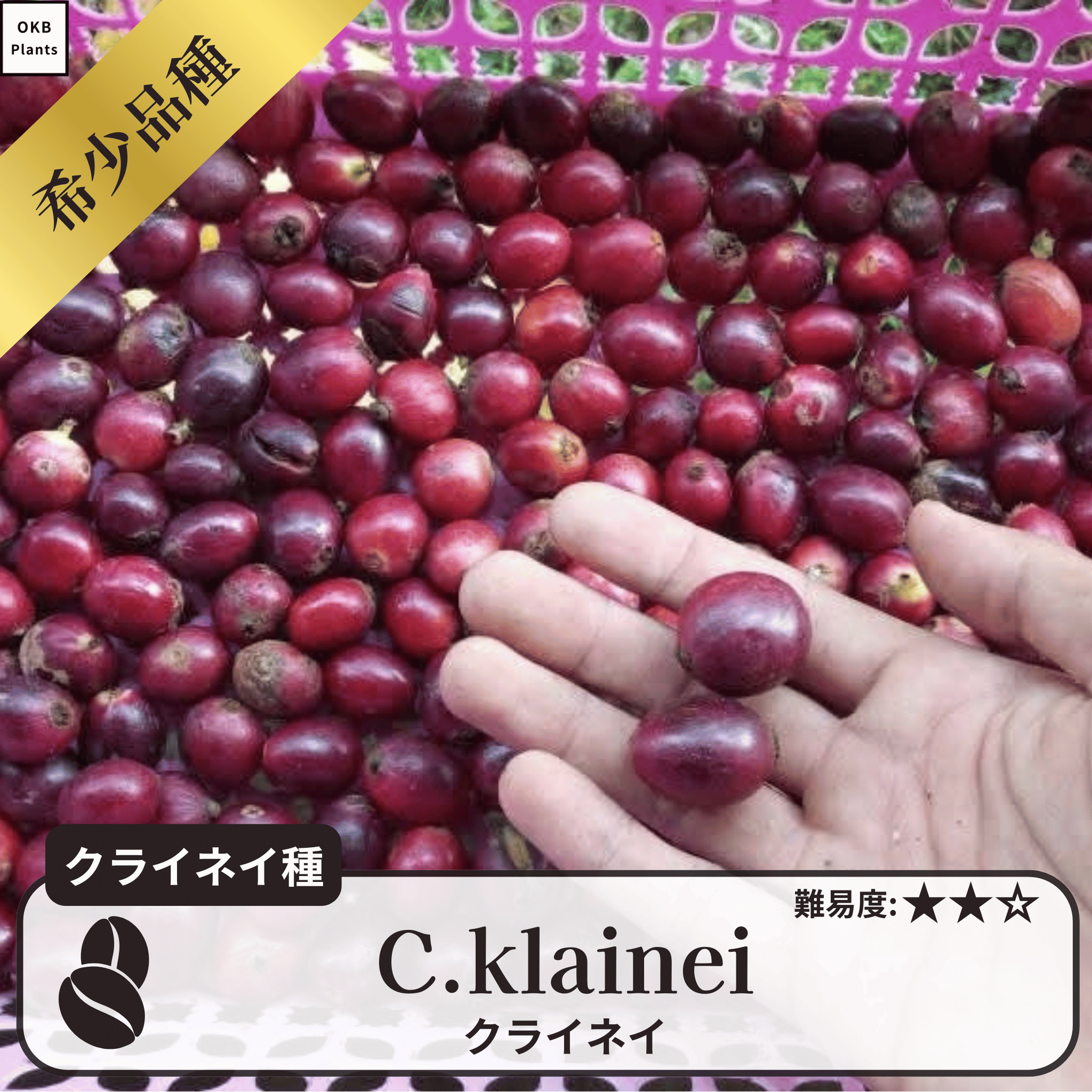 クライネイ(C.klainei)の種子