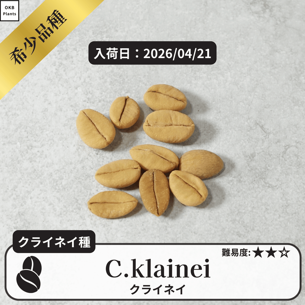 クライネイ(C.klainei)の種子