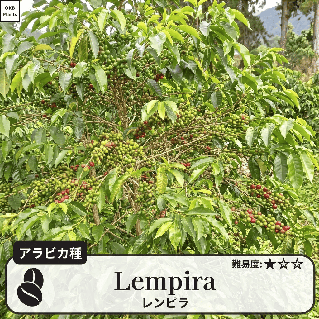 レンピラ(lempira)のコーヒーの木